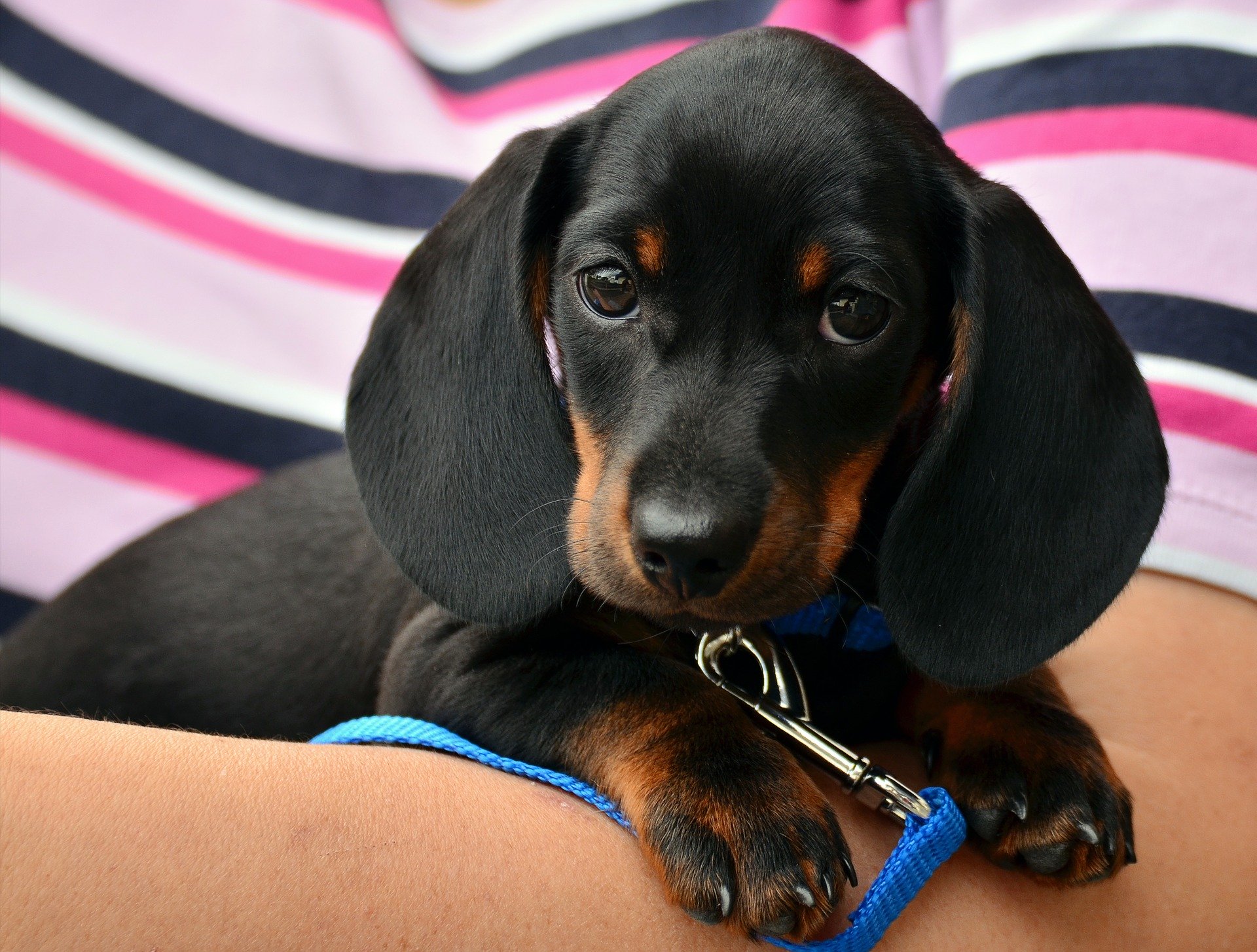 6 Best WordPress Image Optimization Plugins (In-Depth Comparison With Test Data) Black puppy image