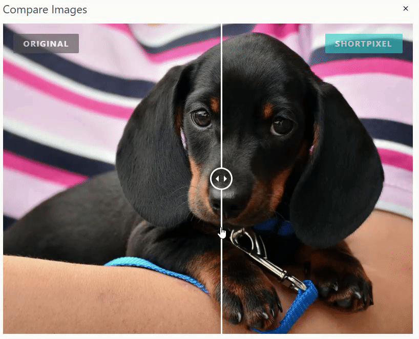 6 Best WordPress Image Optimization Plugins (In-Depth Comparison With Test Data) Black puppy gif