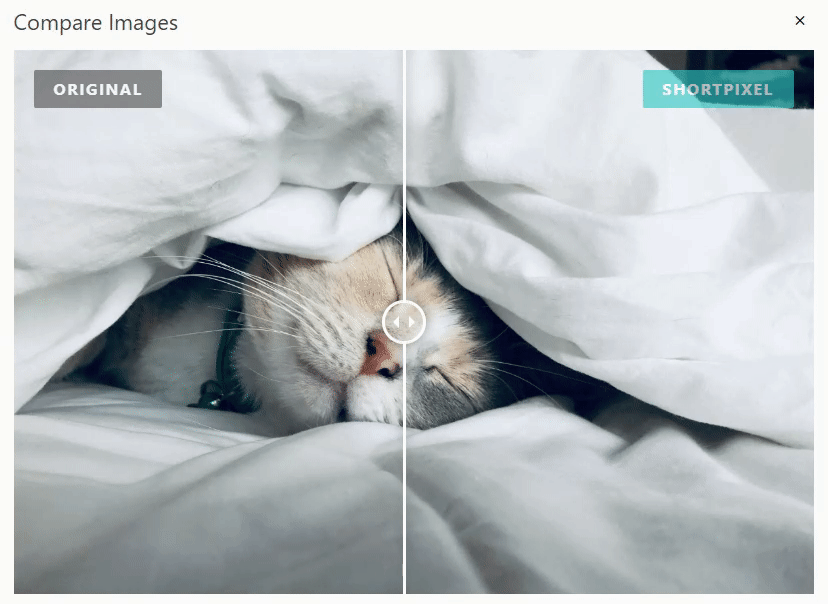 6 Best WordPress Image Optimization Plugins (In-Depth Comparison With Test Data) Cat sleeping on bed gif