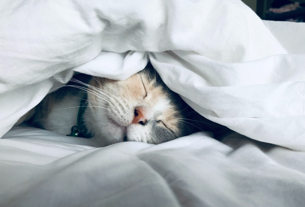 6 Best WordPress Image Optimization Plugins (In-Depth Comparison With Test Data) Cat sleeping on bed