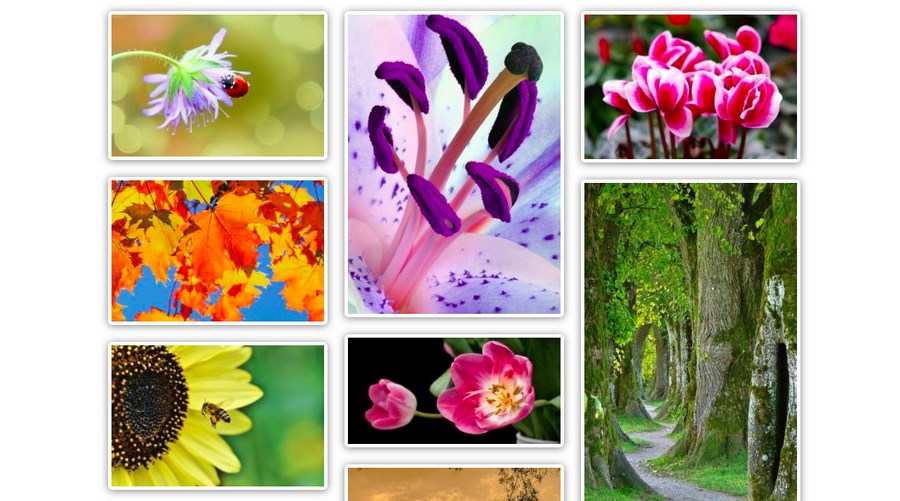 How To Add an Image Gallery in WordPress - Step by Step Guide Gallery example