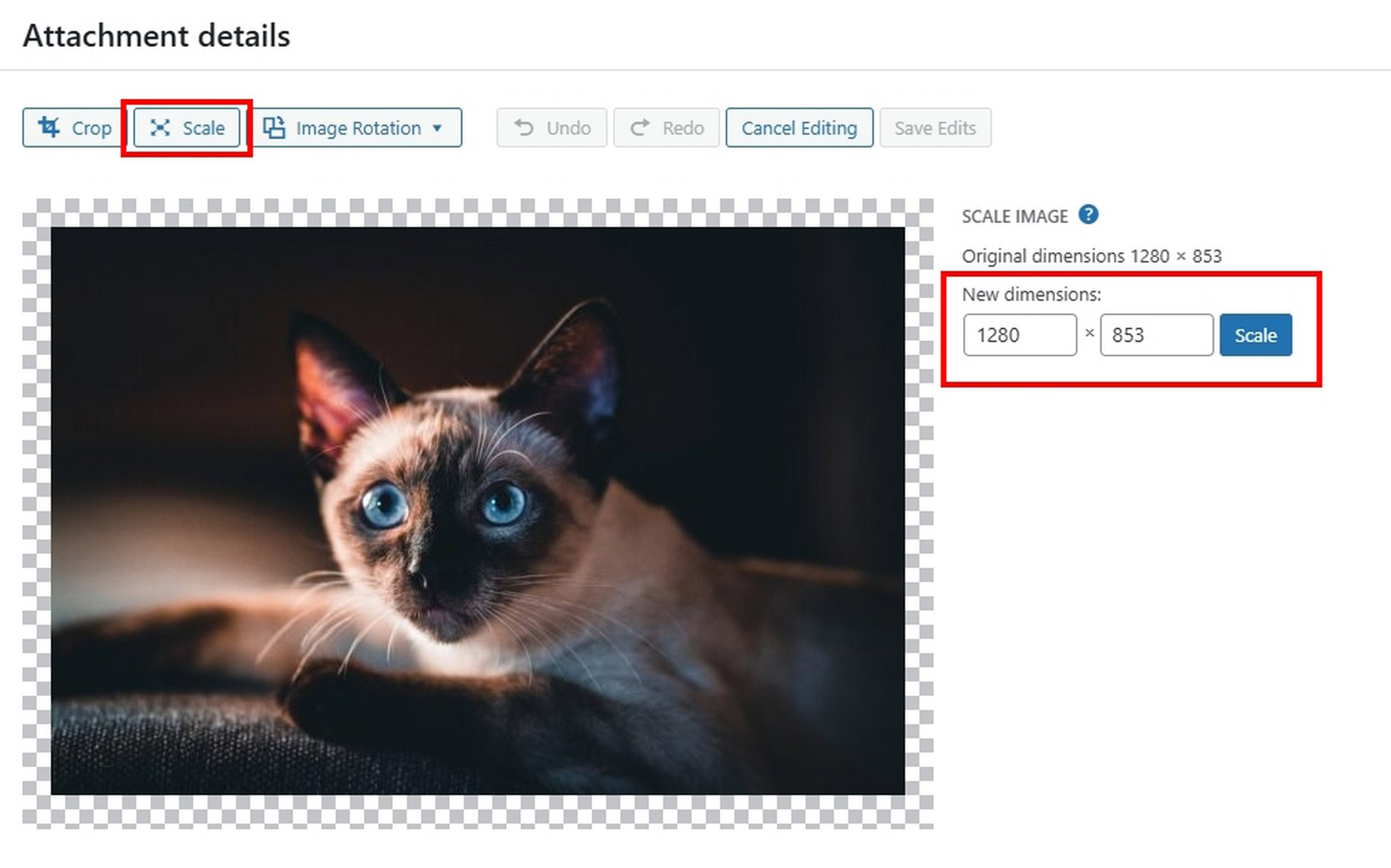 WordPress Featured Image Mastery: Size, Use and Best Practices Scaling Featured Images