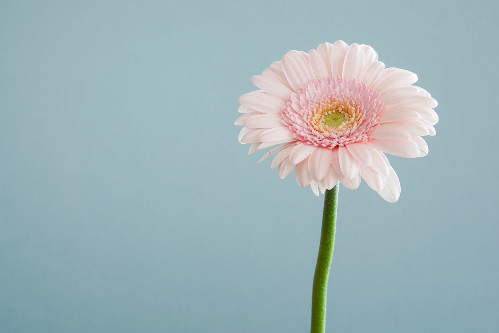 JPEG vs. JPG: What’s the Difference? Test image for compression