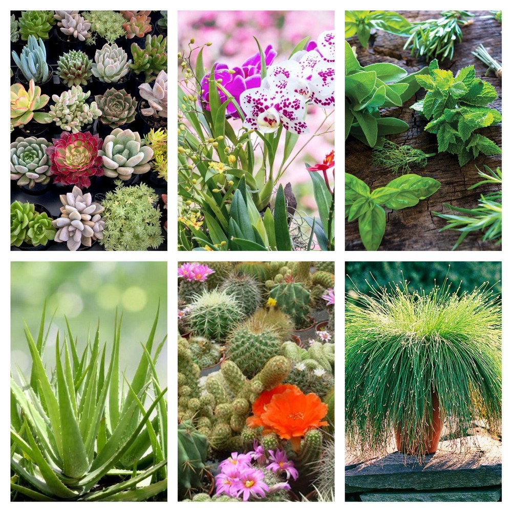 How To Sell Plants Online From Home - Beginner’s Guide plants-consider-to-sell-online